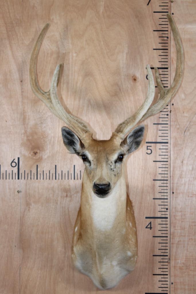 AXIS DEER Shoulder Mount in Velvet (1 of 8)