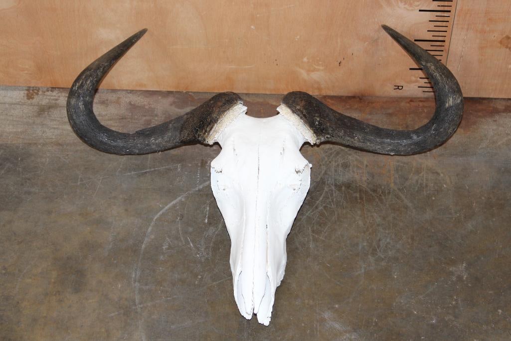 Big BLUE WILDEBEEST Skull: Big BLUE WILDEBEEST Skull. It has a 30" Spread and All the Teeth except for one. TAXIDERMY