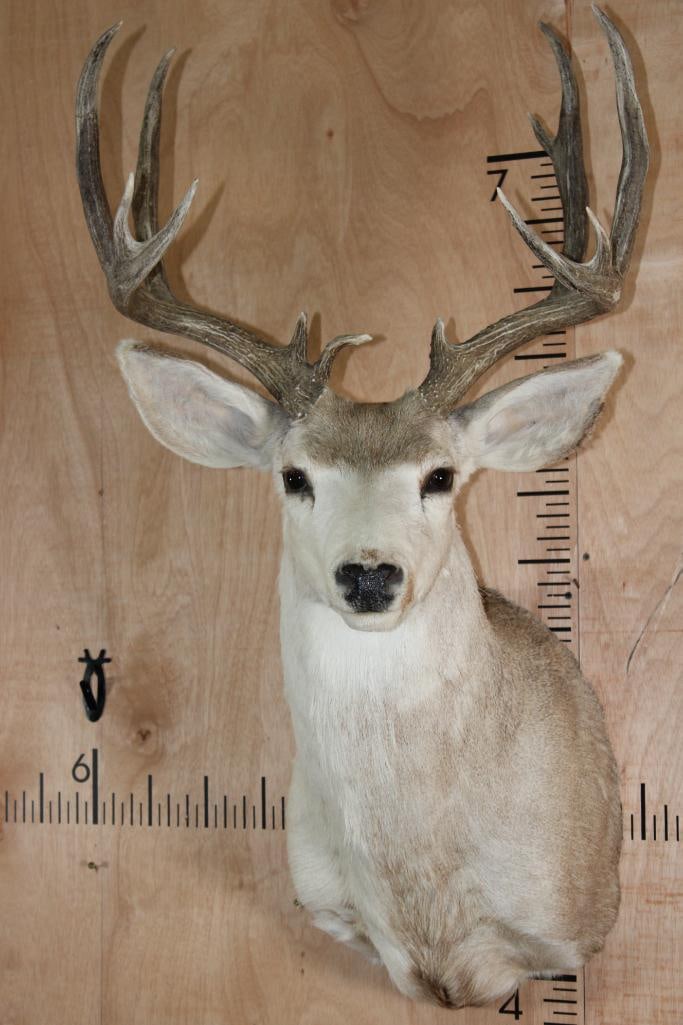 12-Point MULE DEER Shoulder Mount: Nice and Clean, Older 12-Point MULE DEER Shoulder Mount with a 21 5/8" Spread. It is slightly faded but otherwise is in Good Condition. TAXIDERMY