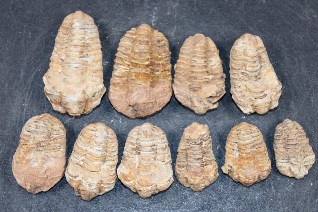 (10) TRILOBITE Fossils from Morocco (ONE$): 10 TRILOBITE Fossils from Morocco. They measure between 1.5" to 3" Long each. The Total Weight for all is 10 oz. Trilobites are unique for their distinctive three-lobed dorsal exoskeleton, divided int