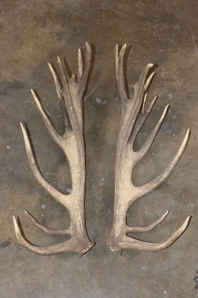 Set of 21-Point RED STAG Antler Sheds (1 of 4)