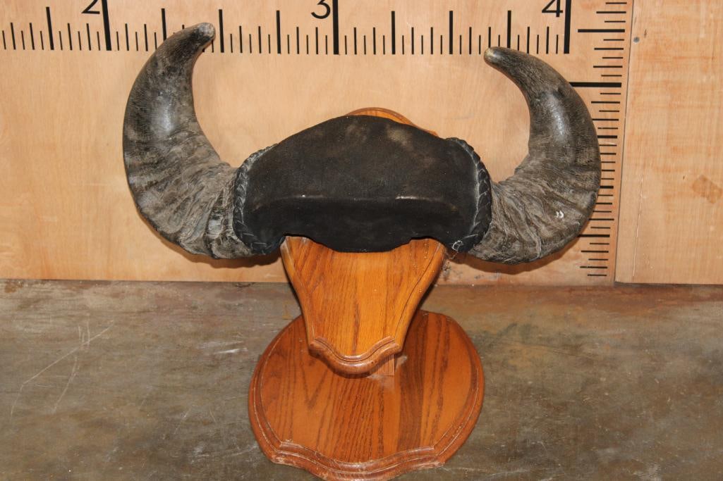 Big SAVANNA BUFFALO Horns on a Wood Table Pedestal: Big SAVANNA BUFFALO Horns on a Wood Table Pedestal. It has a 25" Spread and Weighs 21 lbs. TAXIDERMY