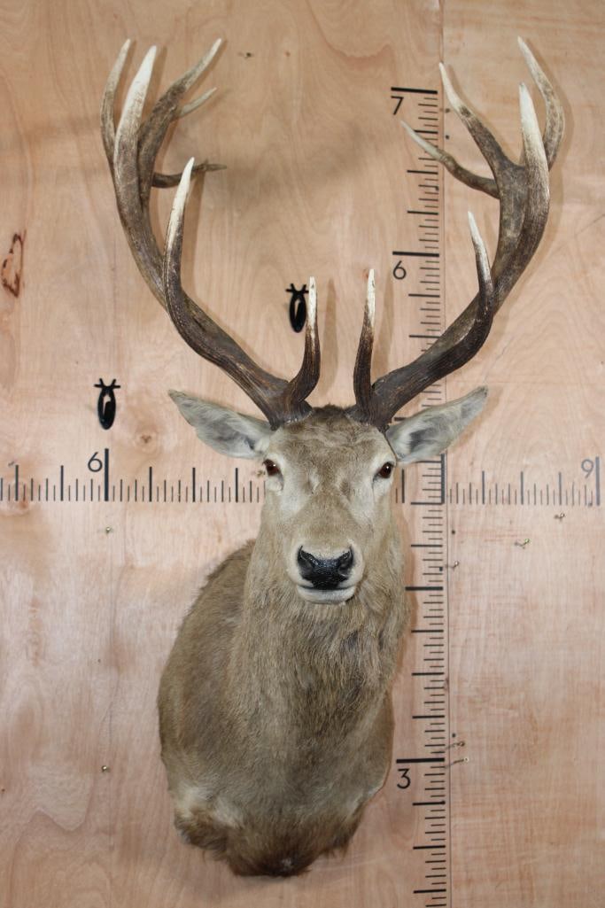 14-Point RED STAG Shoulder Mount: Nice 14-Point RED STAG Shoulder Mount. It has a 28.25" Spread and is in Good Condition. TAXIDERMY