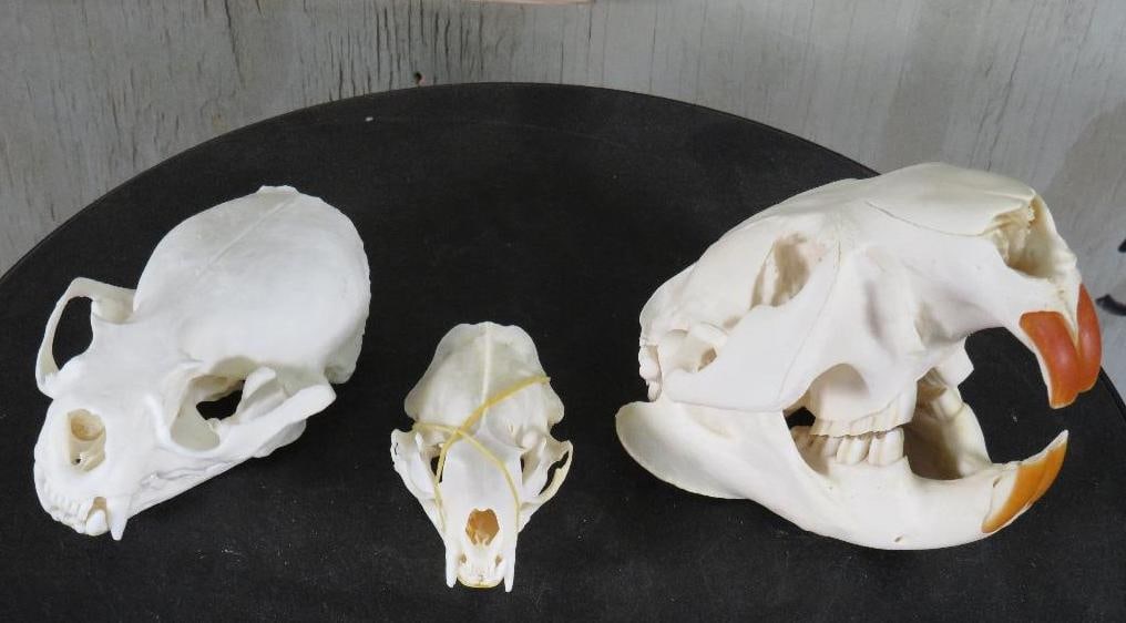 (1) Otter, (1) Mink and (1) Beaver Skull (ONE$): 1 Otter Skull that measures 4" Long x 2.5" Wide. 1 Mink Skull that measures 2.75" Long x 1.75" Wide. 1 Beaver Skull that measures 5" Long x 3.25" Wide. The Total Weight for all is 11 oz. (ONE$) TAXIDE