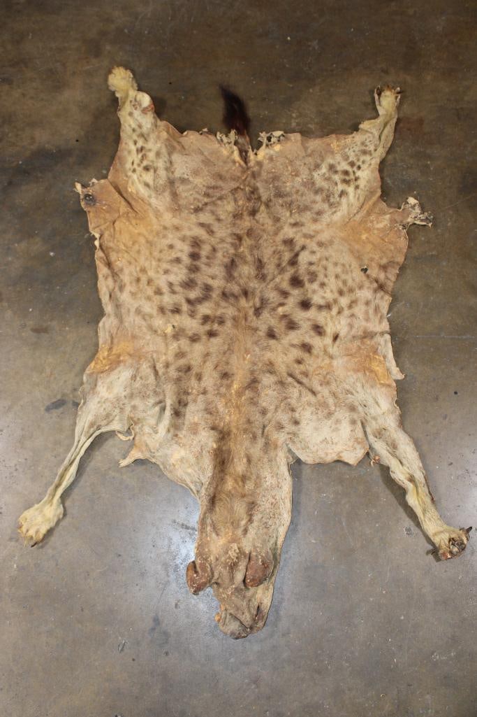 Full Body SPOTTED HYENA Cape or Hide (1 of 9)