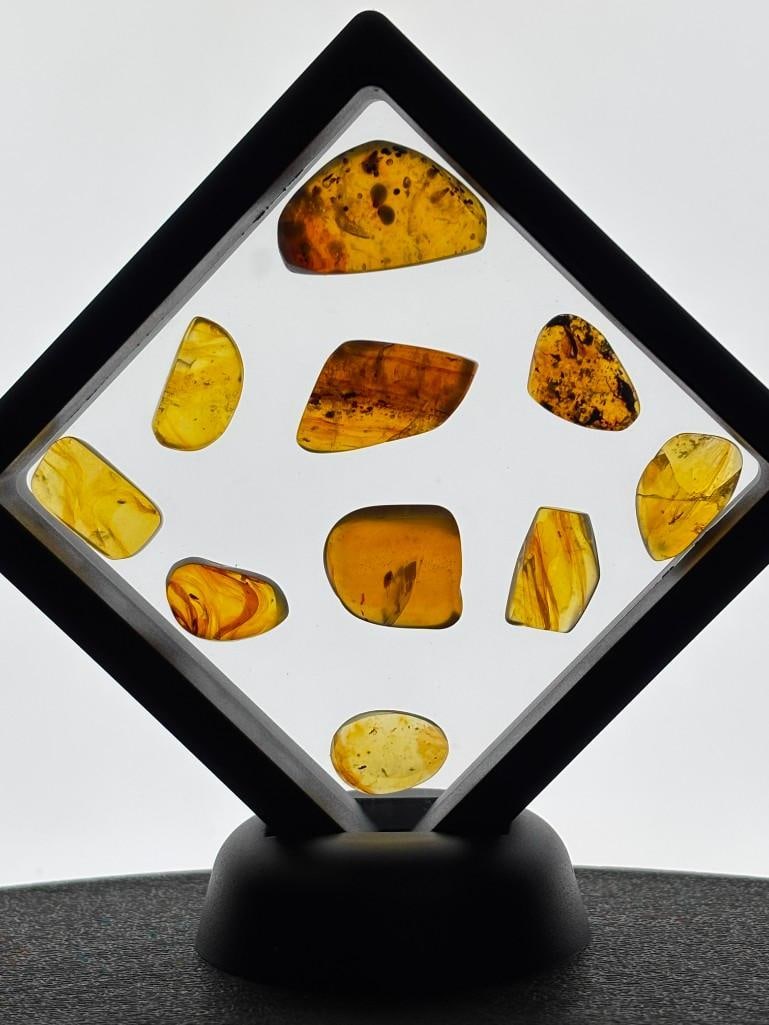 (10) Pieces of Fossilized AMBER with Multiple Insect Inclusions (ONE$): 10 Pieces of Myanmar AMBER Fossils with multiple Insect Inclusions. They have been UV Tested and are Reactive. The Total Weight is 12.67 grams and they come in the display case as shown. Because Amber