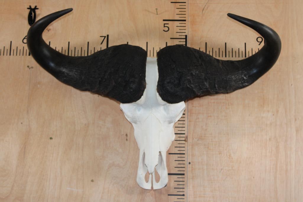 CAPE BUFFALO Skull with a Wire Wall Hanger (1 of 8)
