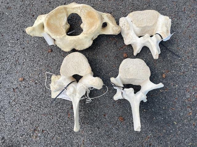 *Rarely Seen* African GIRAFFE Atlas Bone and (3) Neck Vertebrae (ONE$): *Rarely Seen* African GIRAFFE Atlas Bone and 3 Neck Vertebrae. The Giraffe Vertebrae measure 8" to 17" Wide, these are Heavy Solid Bones. Awesome Oddity Taxidermy. (ONE$) AFRICAN SAFARI TAXIDERMY