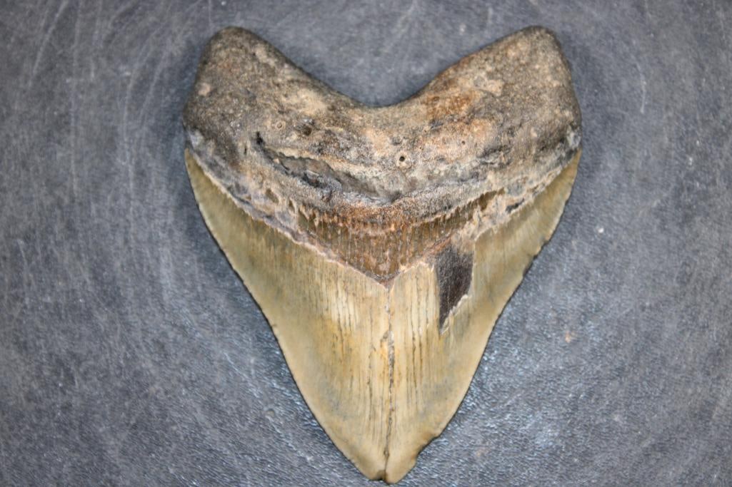 XXL MEGALODON Shark Tooth Fossil: XXL MEGALODON Shark Tooth Fossil. It measures 4 5/8" from the top corner to the tip x 3 7/8" Wide and Weighs 8 oz. MEGALODON SHARK TEETH