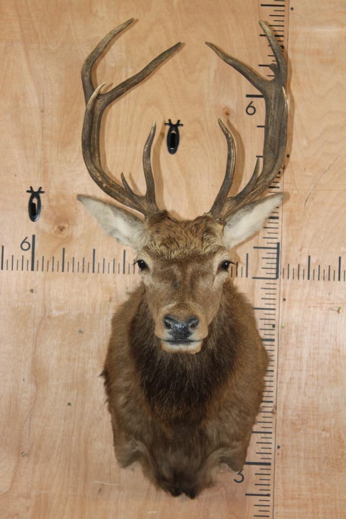 Smaller 10-Point RED STAG Shoulder Mount (1 of 8)