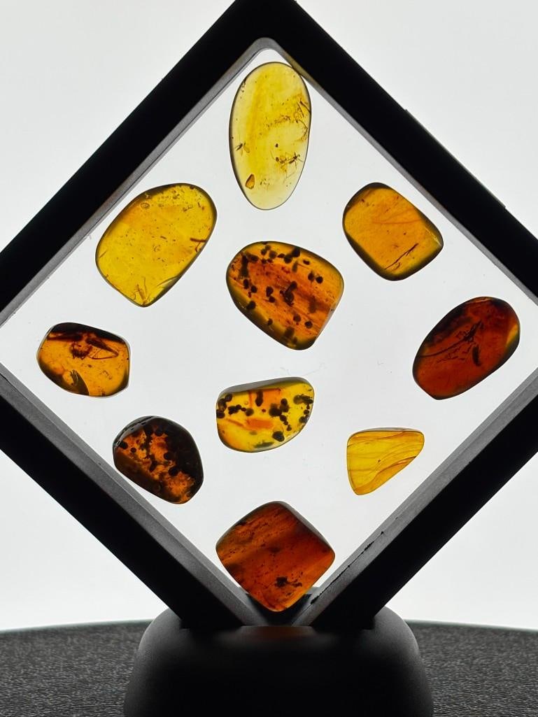 (10) Pieces of Fossilized AMBER with Multiple Insect Species Inclusions (ONE$): 10 Pieces of Myanmar AMBER Fossils with multiple Insect Inclusions. They have been UV Tested and are Reactive. The Total Weight is 11.08 grams and they come in the display case as shown. Because Amber