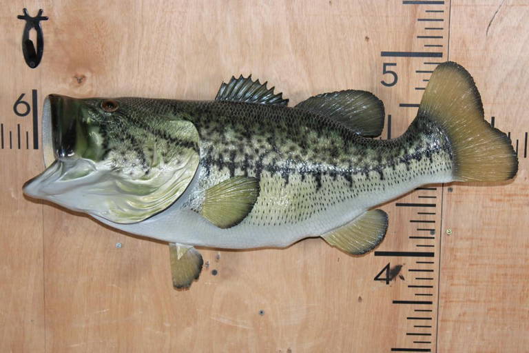 Taxidermy Real Skin Largemouth Bass Mount