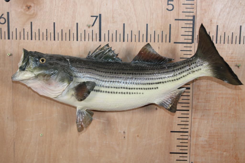 *Real Skin* STRIPED BASS Fish Mount (1 of 7)