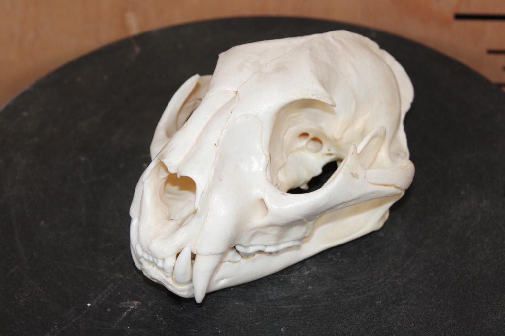 MOUNTAIN LION or COUGAR Skull with a Wired Jaw: Very Nice MOUNTAIN LION or COUGAR Skull. It has a Wired Jaw and All the important Teeth. It measures 7 3/8" Long x 5" Wide and is in Very Good Condition. TAXIDERMY 