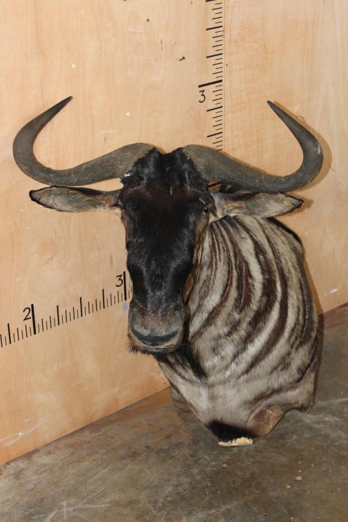 Big BLUE WILDEBEEST Pedestal Mount (No Pedestal) (1 of 13)