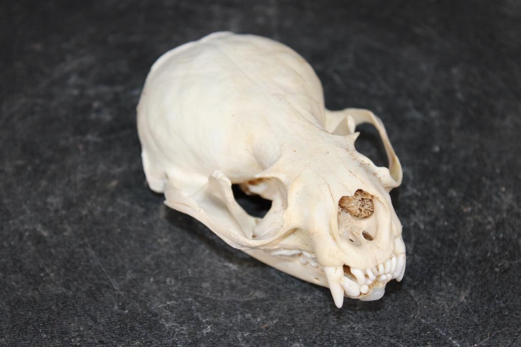 North American RIVER OTTER Skull with All its Teeth: Nice North American RIVER OTTER Skull with All its Teeth. It measures 4.25" Long x 3" Wide. It Weighs less than 1 oz. TAXIDERMY