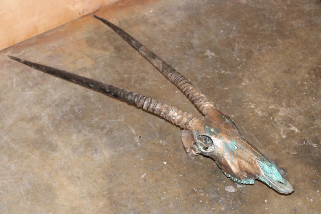 GEMSBOK Skull Painted to Resemble Bronze: Very cool GEMSBOK Skull. It has been painted to resemble a bronzed patina. The artist did a fantastic job! It measures 30.25" Long x 30.5" Wide and has All its Teeth. TAXIDERMY SKULLS 