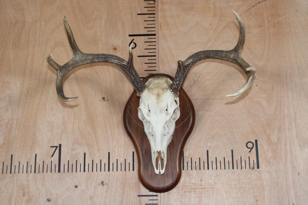 7-Point WHITETAIL DEER Skull on a Wood Plaque: 7-Point WHITETAIL DEER Skull on a Wood Plaque. TAXIDERMY