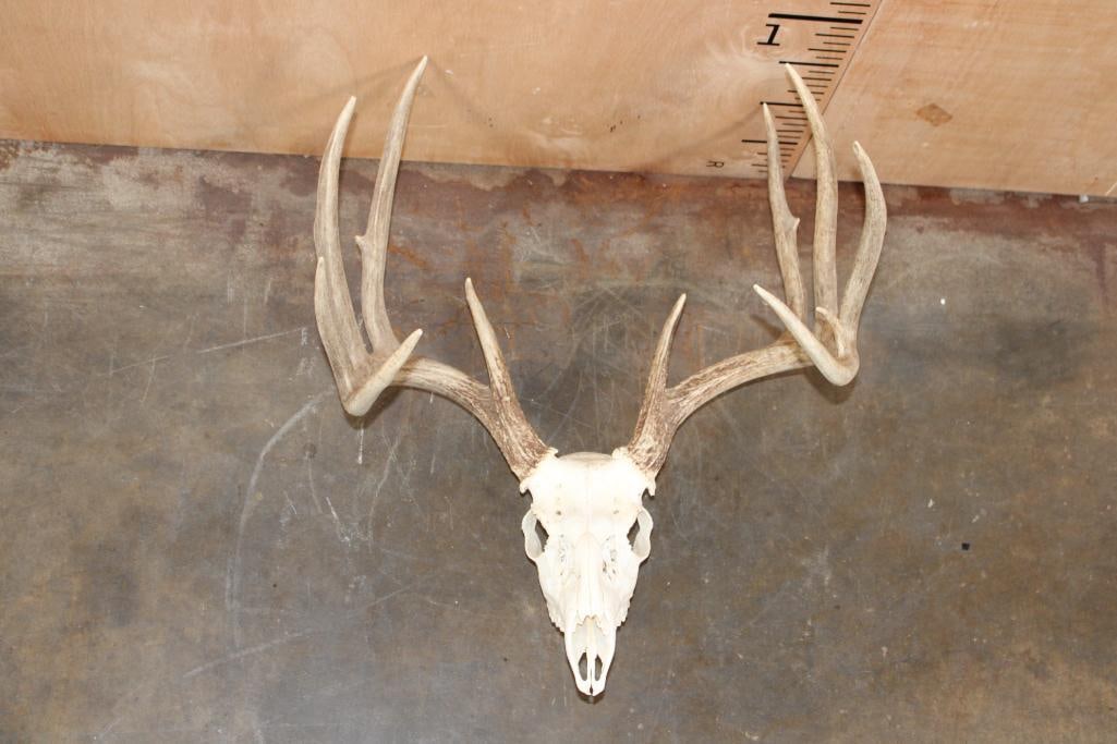 Big Typical 11-Point WHITETAIL DEER Skull: Big Typical 11-Point WHITETAIL DEER Skull. It has a 20.25" Spread and All its Teeth. TAXIDERMY