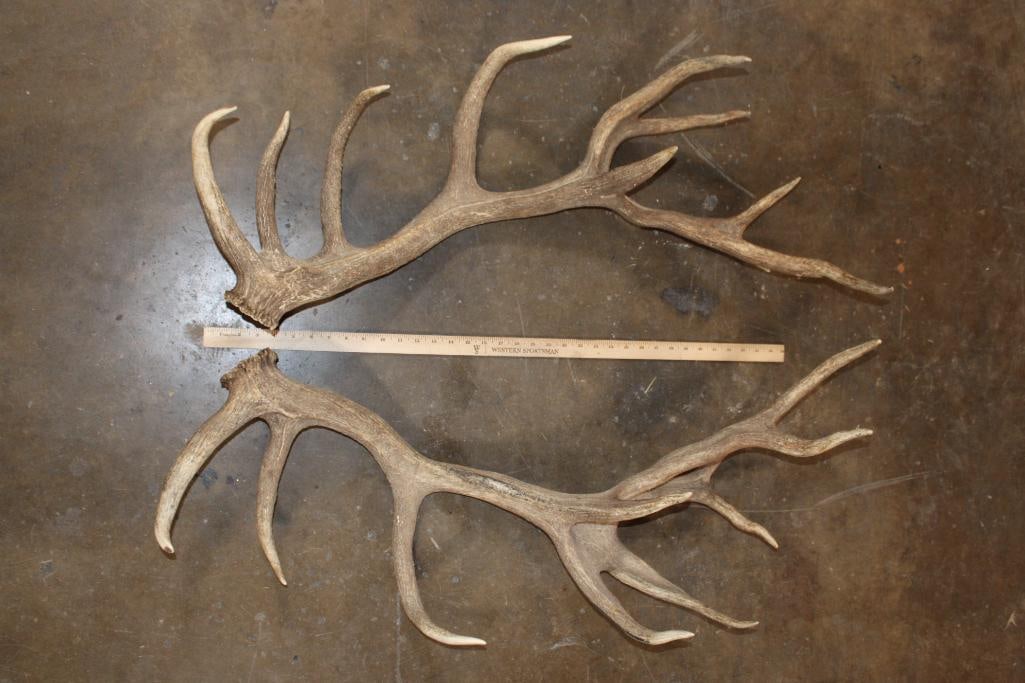 Set (2) of RED STAG Antler Sheds with 20-Points (1 of 6)