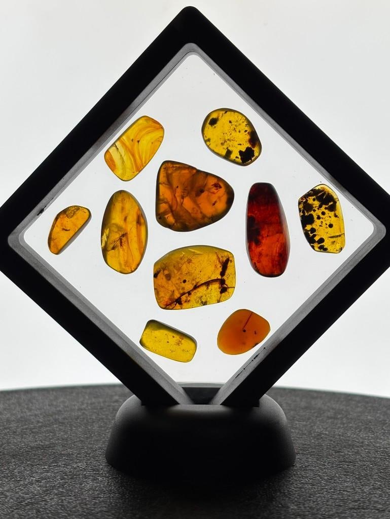 (10) Pieces of Authentic Myanmar AMBER Fossils with Multiple Prehistoric Insect Inclusions (ONE$): 10 Pieces of Authentic Myanmar AMBER Fossils with Multiple Prehistoric Insect Inclusions. The Total Weight for all is 12.53 g and comes in the display Case as shown. It has been UV Tested and is React