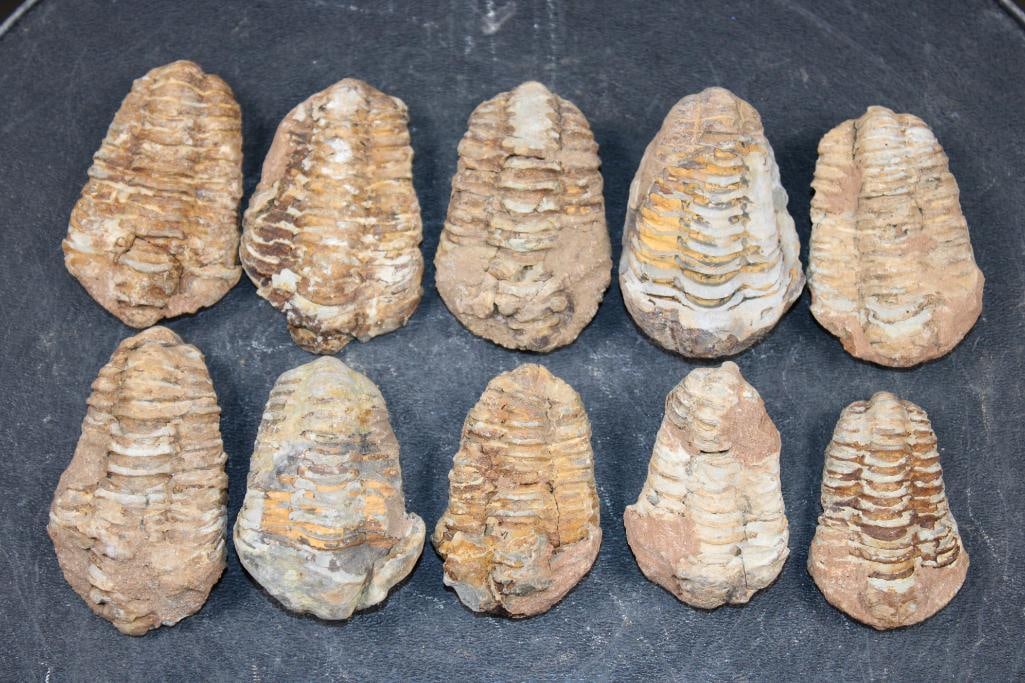 (10) TRILOBITE Fossils from Morocco (ONE$) (1 of 7)