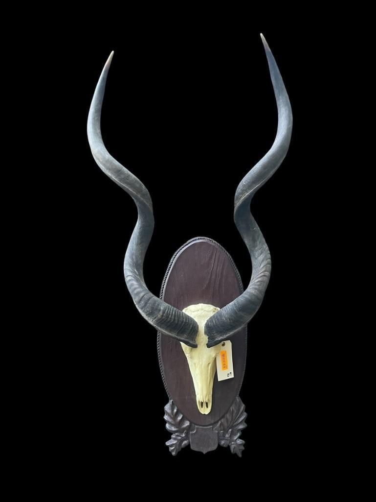 *Real* African KUDU Horns on a Reproduction Skull Mounted on a Black Forest Style Plaque (1 of 5)