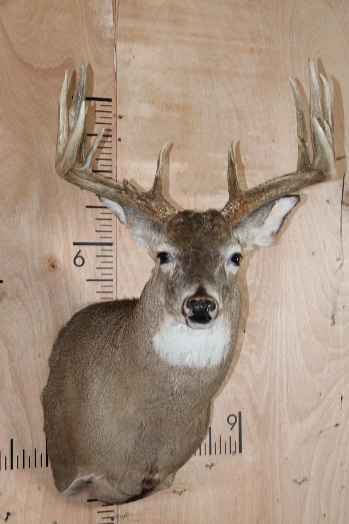 14-Point WHITETAIL DEER Shoulder Mount (1 of 8)