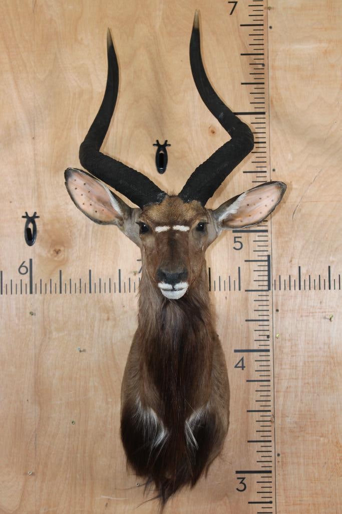 NYALA Shoulder Mount (1 of 9)