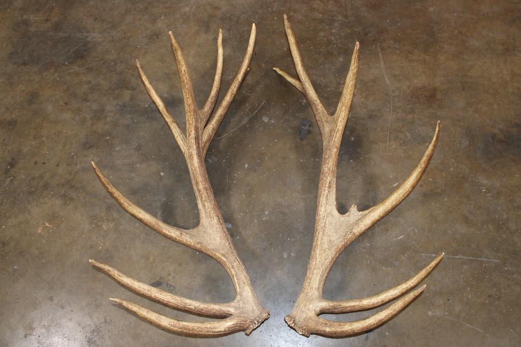 Massive Set (2) of 15-Point RED STAG Antler Sheds (1 of 5)