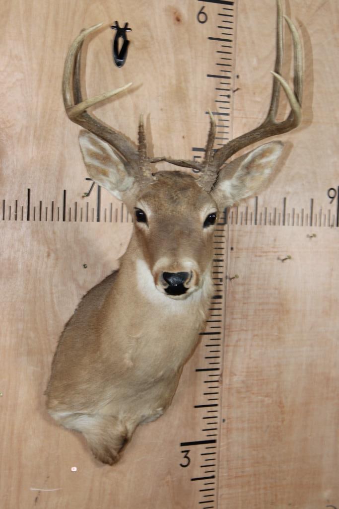 10-Point WHITETAIL DEER Shoulder Mount (1 of 7)