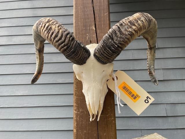 CORSICAN RAM SHEEP Skull with All its Teeth: Beautiful CORSICAN RAM SHEEP Skull with All its Teeth and a Wall Hanger. It is in Excellent Condition and has been professionally cleaned and whitened. Perfect for skull collectors! TAXIDERMY SKULLS&n