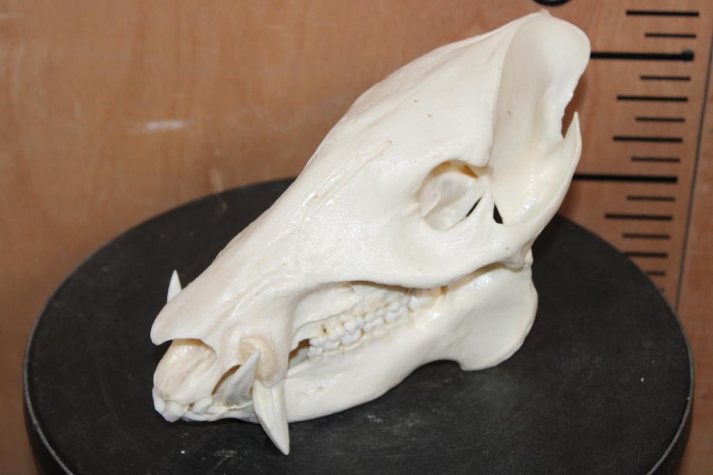 JAVELINA Skull with All its Teeth: Very Nice A-Grade JAVELINA Skull. It has All its Teeth and measures 8.5" Long x 4.25" Wide. It is in Very Good Condition. It measures 8.5" Long x 4.25" Wide. TAXIDERMY 