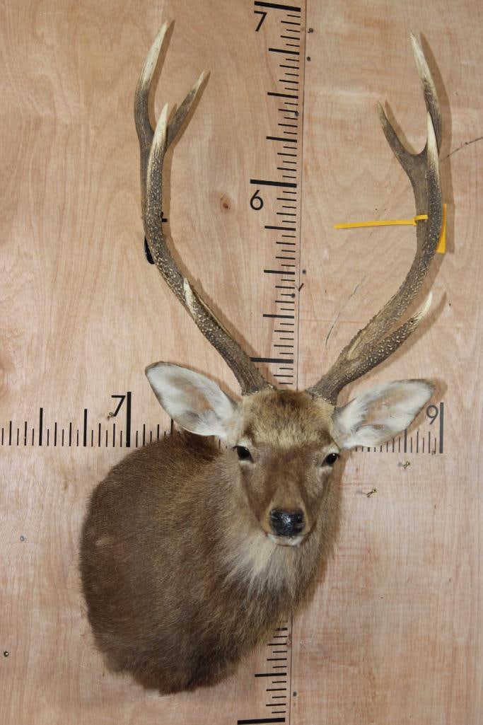 8-Point SIKA DEER Shoulder Mount: Nice, Clean, Very Respectable 8-Point SIKA DEER Shoulder Mount. It has an 18" Spread and is in Good Condition. TAXIDERMY 