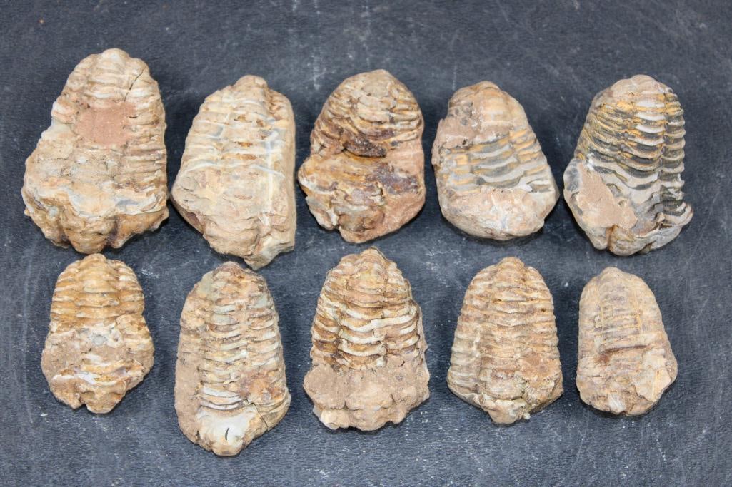(10) TRILOBITE Fossils from Morocco (ONE$): 10 TRILOBITE Fossils from Morocco. They all measure 1.5" to 2.25" Long and the Total Weight for all is 9 oz. For a complete fossil to form, the trilobite would need to be rapidly buried by mud or sedi