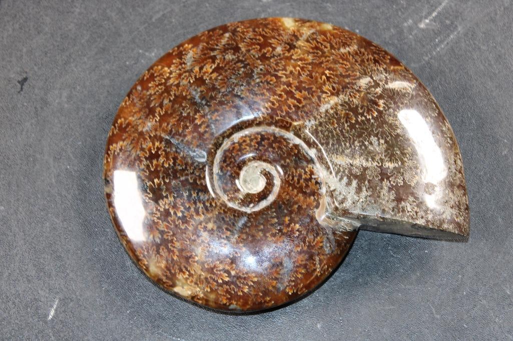 Big Whole Sutured and Polished AMMONITE Fossil (1 of 7)