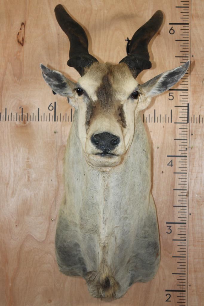 ELAND Shoulder Mount (1 of 12)