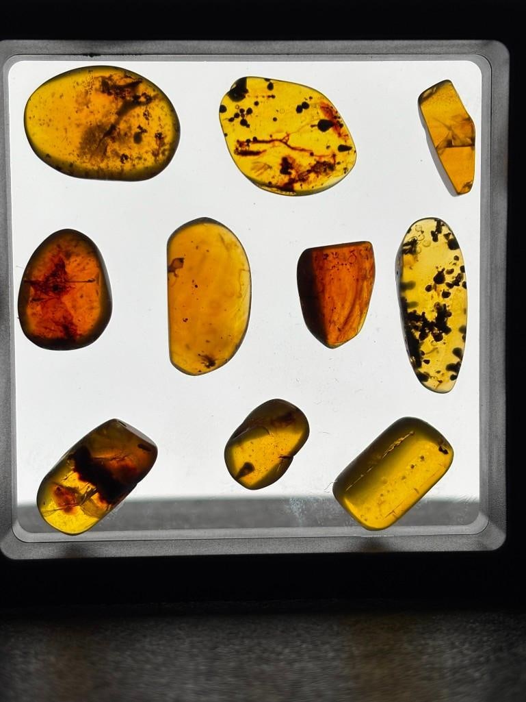 (10) Pieces of Authentic Myanmar AMBER Fossils with Multiple Insect Inclusions (ONE$): 10 Pieces of Authentic Myanmar AMBER Fossils with Multiple Insect Inclusions. The Total Weight for all is 10.05 g and comes in the display Case as shown. It has been UV Tested and is Reactive. Because