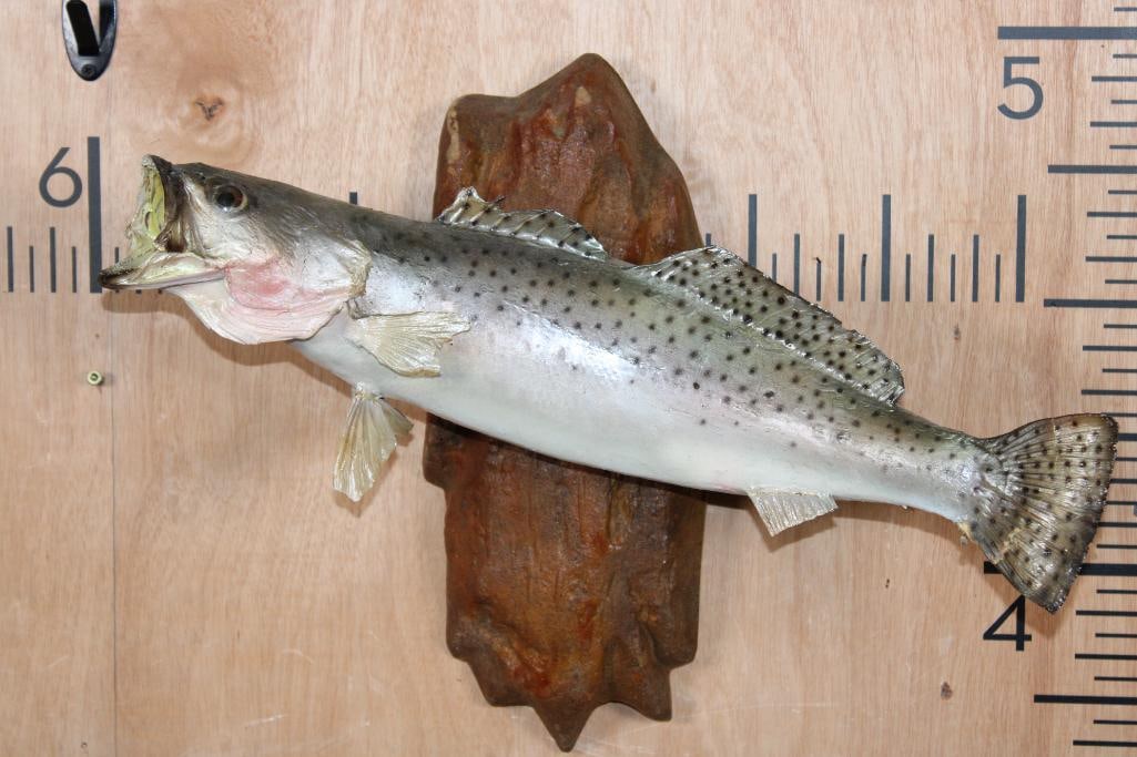 *Rarely Seen* *Real Skin* SPOTTED SEA TROUT on a Reproduction Wood Wall Hanger (1 of 6)
