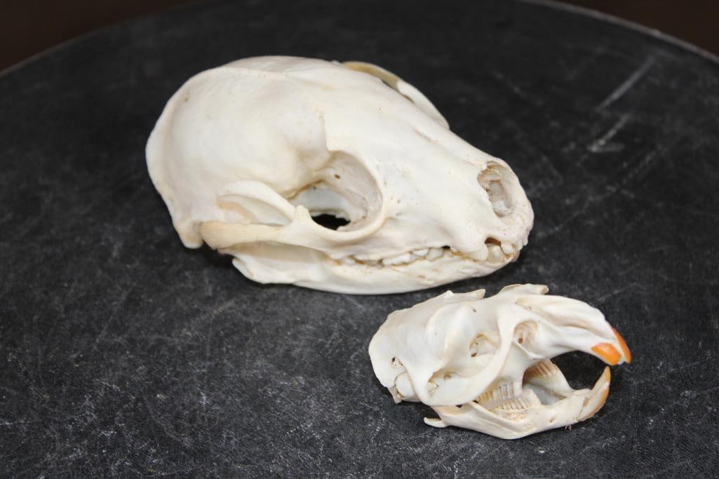(1) RACCOON Skull and (1) MUSKRAT Skull (ONE$) (1 of 9)