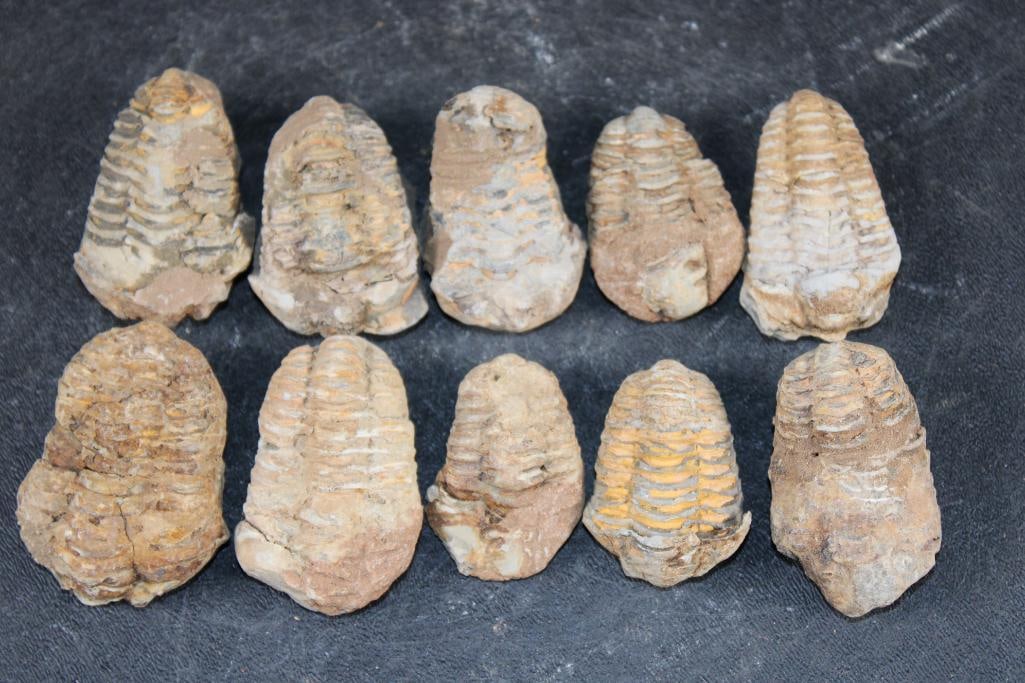 (10) TRILOBITE Fossils from Morocco (ONE$): 10 TRILOBITE Fossils from Morocco. They measure 1.75" to 2.2" Long and the Total Weight for all is 10 oz. Trilobites went extinct during the end-Permian mass extinction event, also known as the Great