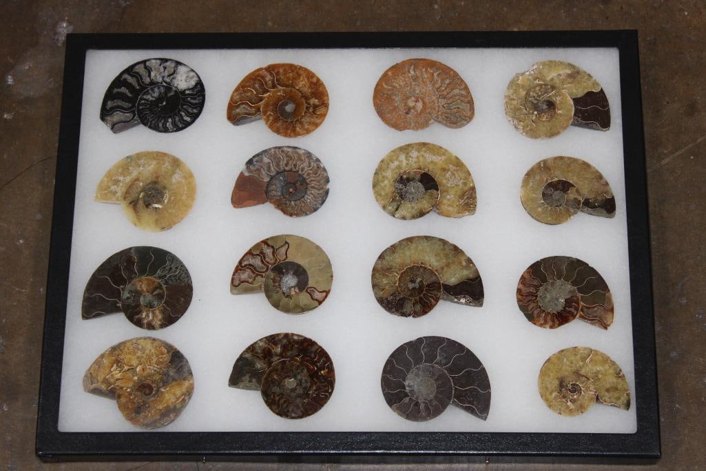 Collection of (16) Polished AMMONITE Fossil Halves (1 of 6)