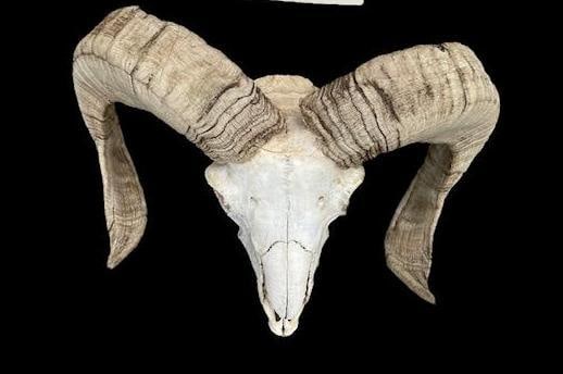 CORSICAN SHEEP RAM Skull: CORSICAN SHEEP RAM Skull. It has been professionally cleaned and whitened. It is missing 1 Tooth but is in Excellent Condition. Great for skull collectors! TAXIDERMY SKULLS 