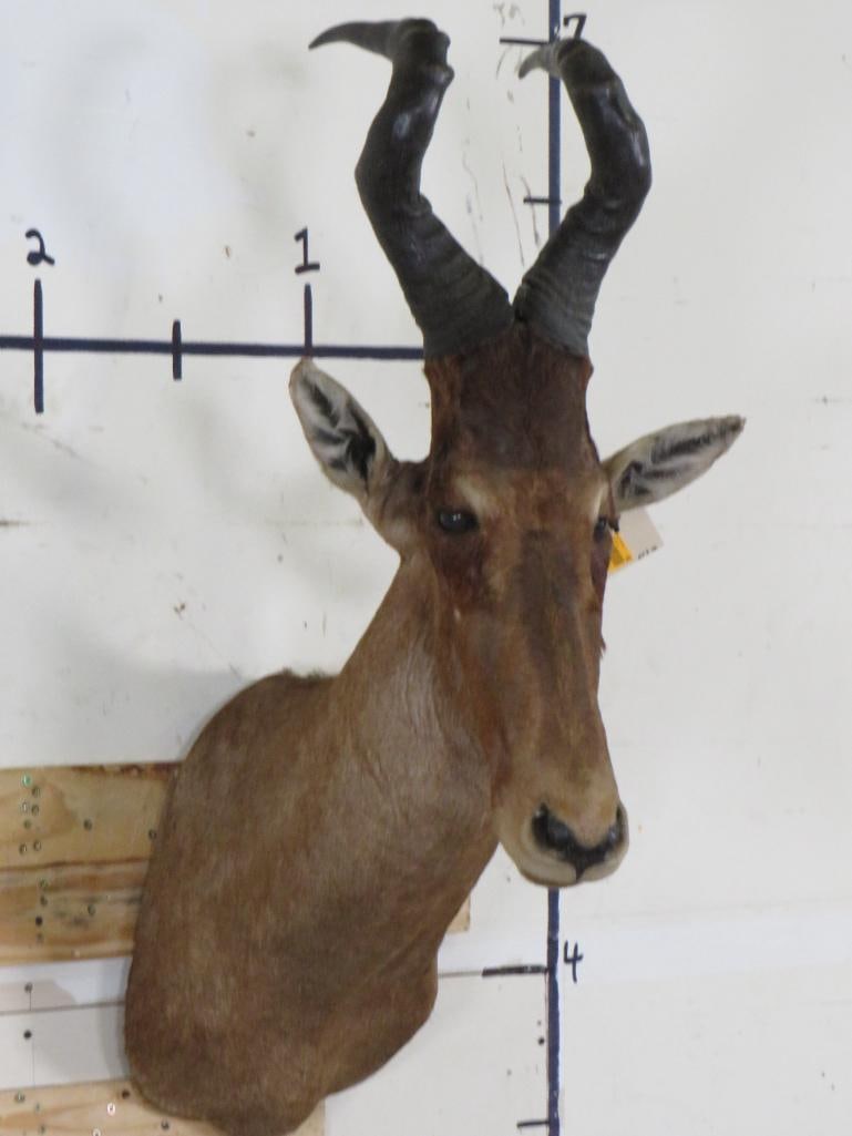 RED HARTEBEEST Shoulder Mount (1 of 13)