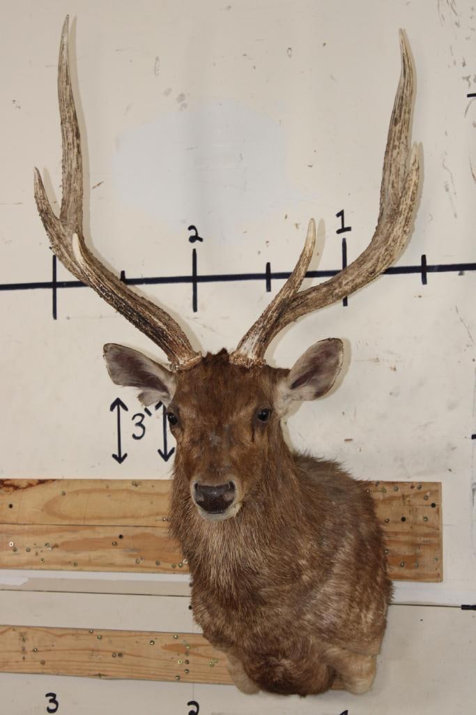 RUSA DEER Shoulder Mount (1 of 10)