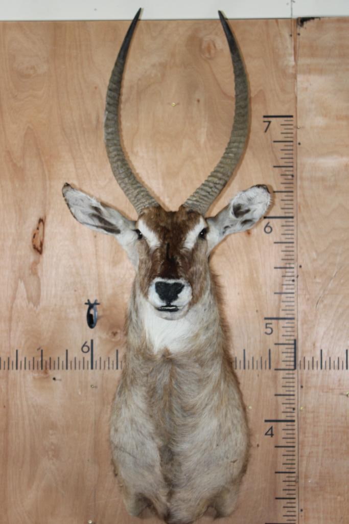 WATERBUCK Shoulder Mount (1 of 11)