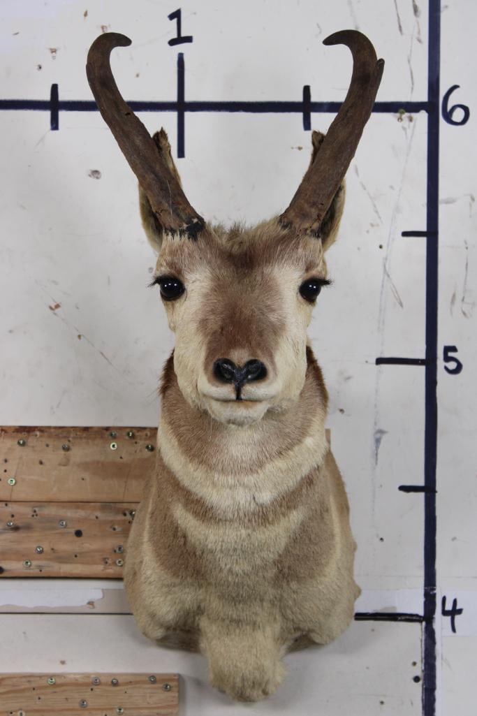 PRONGHORN Shoulder Mount (1 of 12)