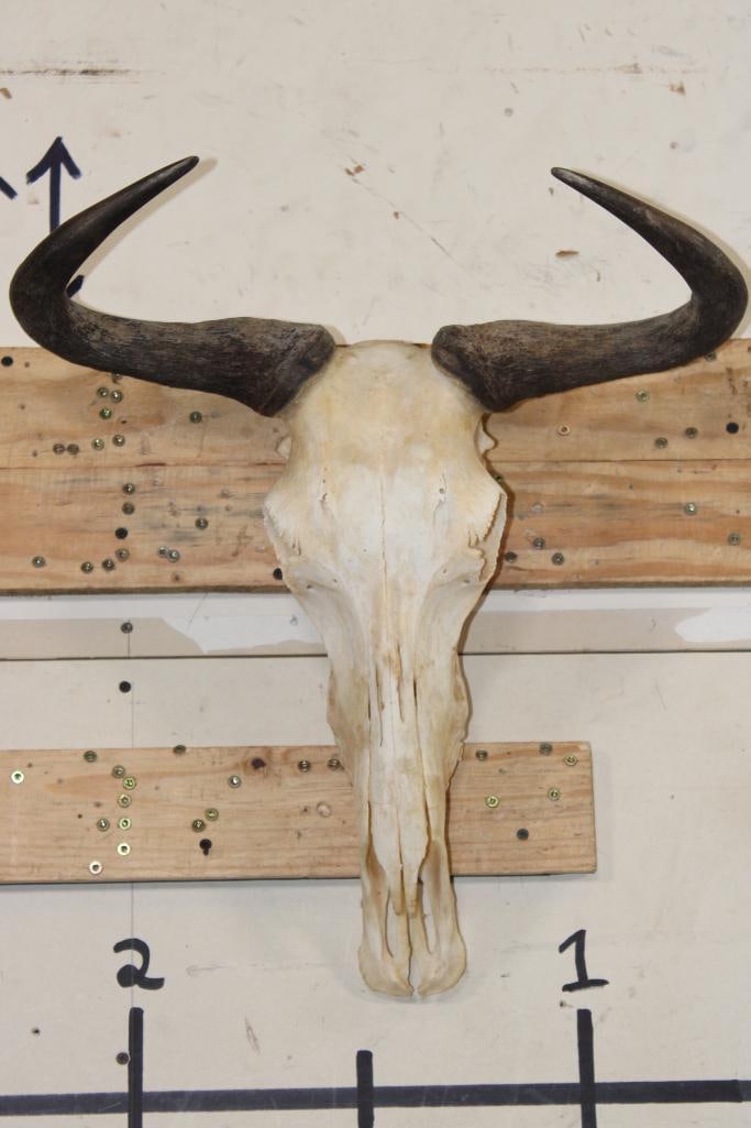 BLUE WILDEBEEST Skull with a Wire Hanger (1 of 10)