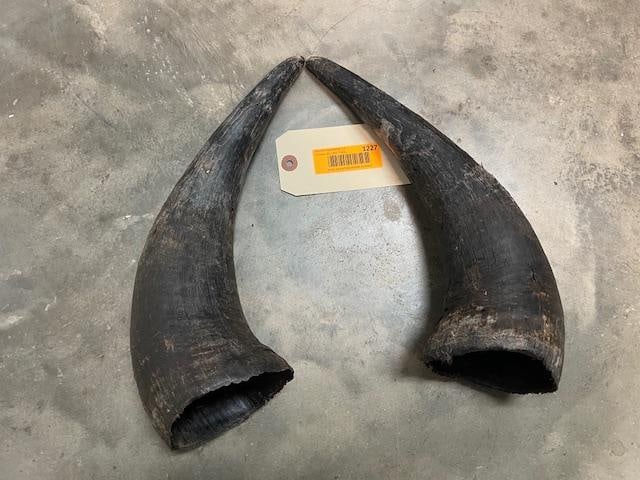 Set of (2) Large BUFFALO or BISON Horns Caps (1 of 4)