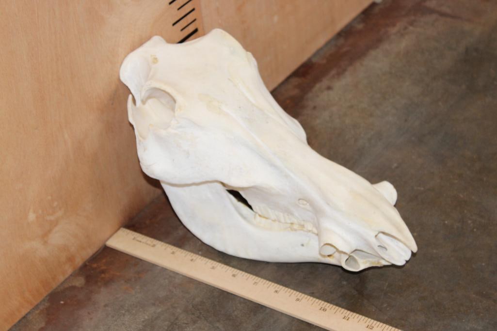 WARTHOG Skull with No Tusks (1 of 7)